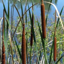 The best use of your time right now may be spending time in nature: cattails at Anderson River Park.