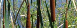 The best use of your time right now may be spending time in nature: cattails at Anderson River Park.