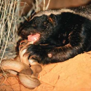 HONEY BADGER -- chowing down on a snake! (Wikimedia Commons)