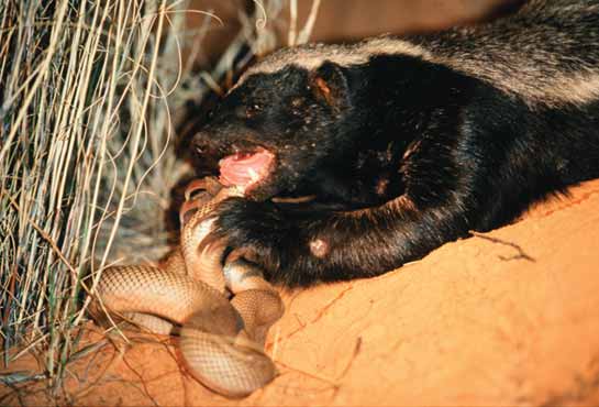 HONEY BADGER -- chowing down on a snake! (Wikimedia Commons)