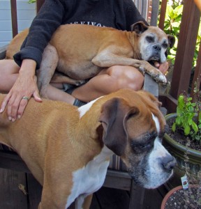 Pet sitting: two dogs in San Francisco