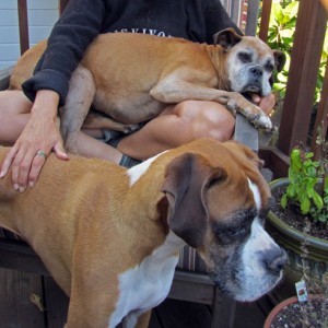 Pet sitting: two dogs in San Francisco