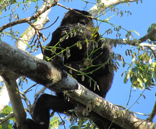 Howler monkey, Costa Rica