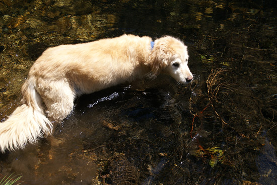 My golden retriever Molly. She was a great companion on hundreds of hikes and camping trips. Sometimes I did some writing!