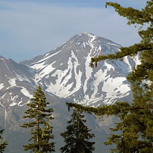 14,179-foot-high Mount Shasta and a sugar pine from near my campsite above the Middle Fork of the Sacramento River.