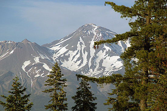 14,179-foot-high Mount Shasta and a sugar pine from near my campsite above the Middle Fork of the Sacramento River.