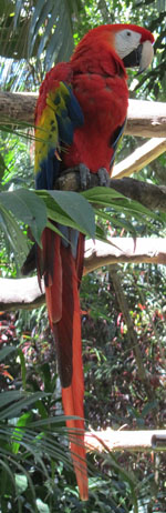 Scarlet macaw in Costa Rica